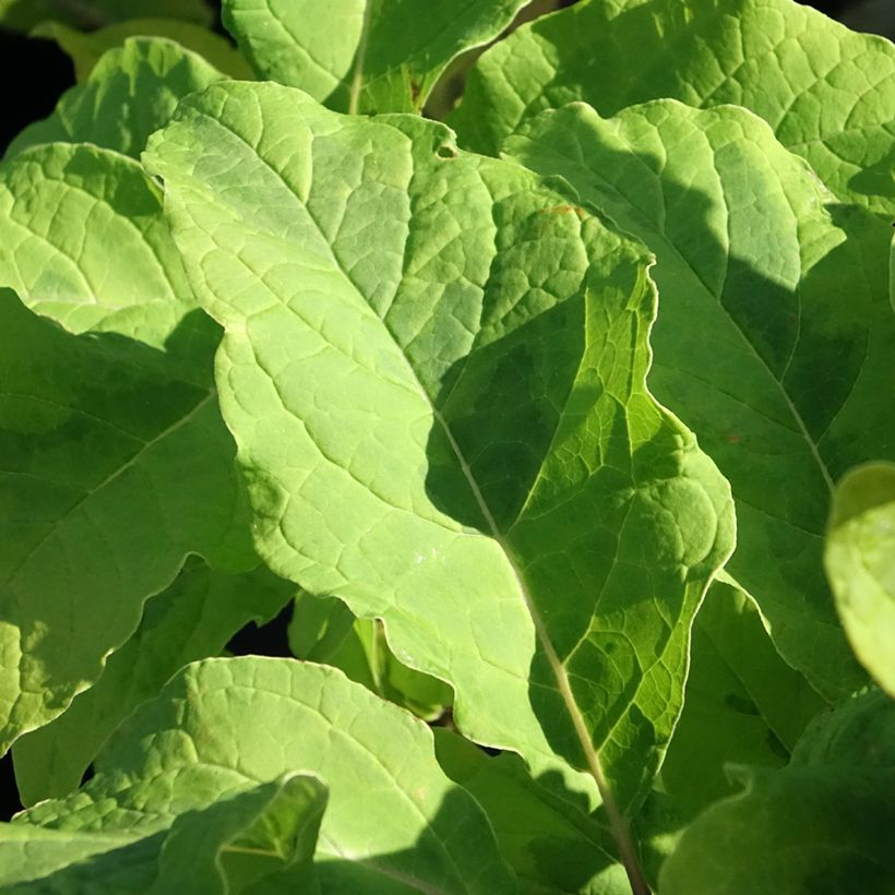Syringa emodi aureovariegata - Lilas d'Himalaya  (Foliage)