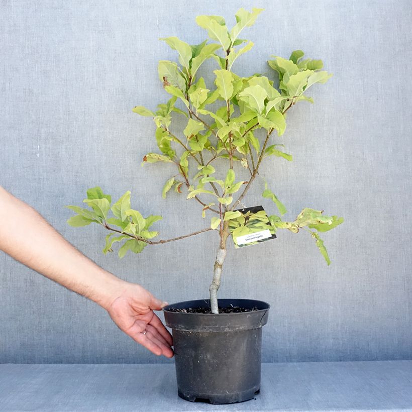 Spécimen de Syringa emodi aureovariegata - Lilas d'Himalaya  Pot de 4L/5L tel que livré en été