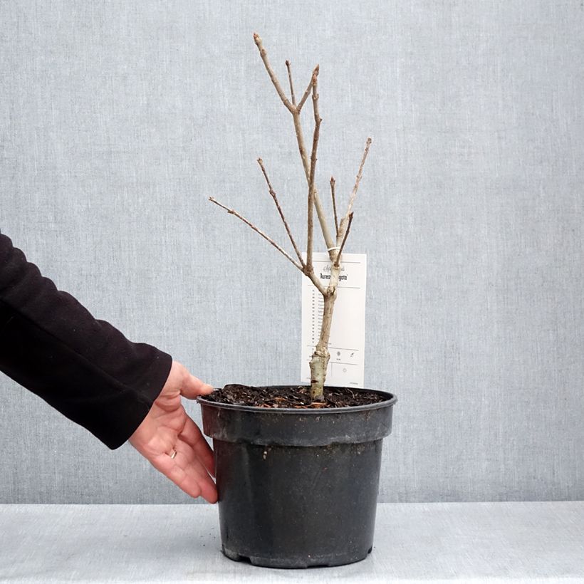 Example of Syringa emodi aureovariegata - Lilas d'Himalaya  Pot de 4L/5L as you get in printemps