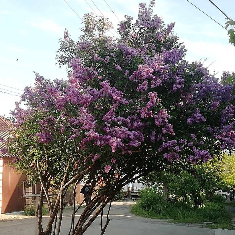 Lilas de Hongrie - Syringa josikaea (Plant habit)