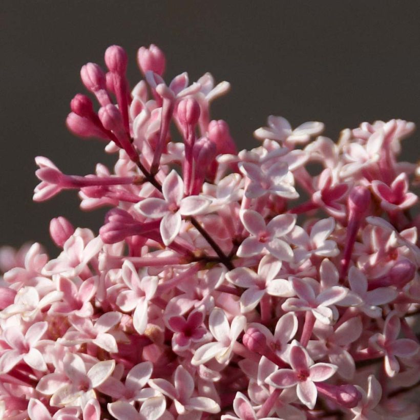Lilas de Chine - Syringa microphylla Superba (Flowering)