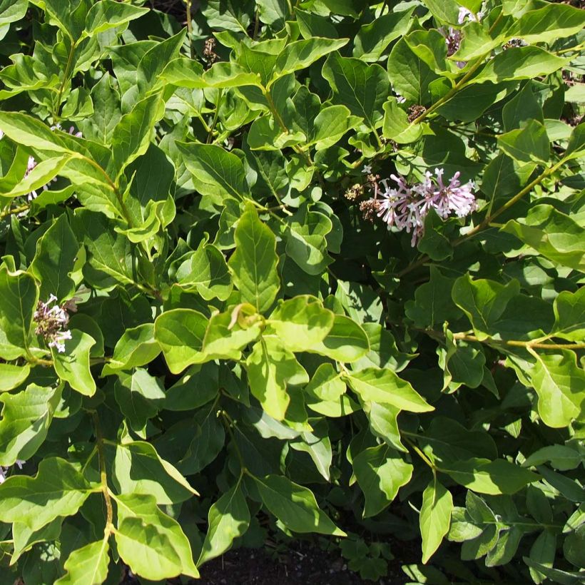 Lilas de Chine - Syringa patula Miss Kim (Foliage)
