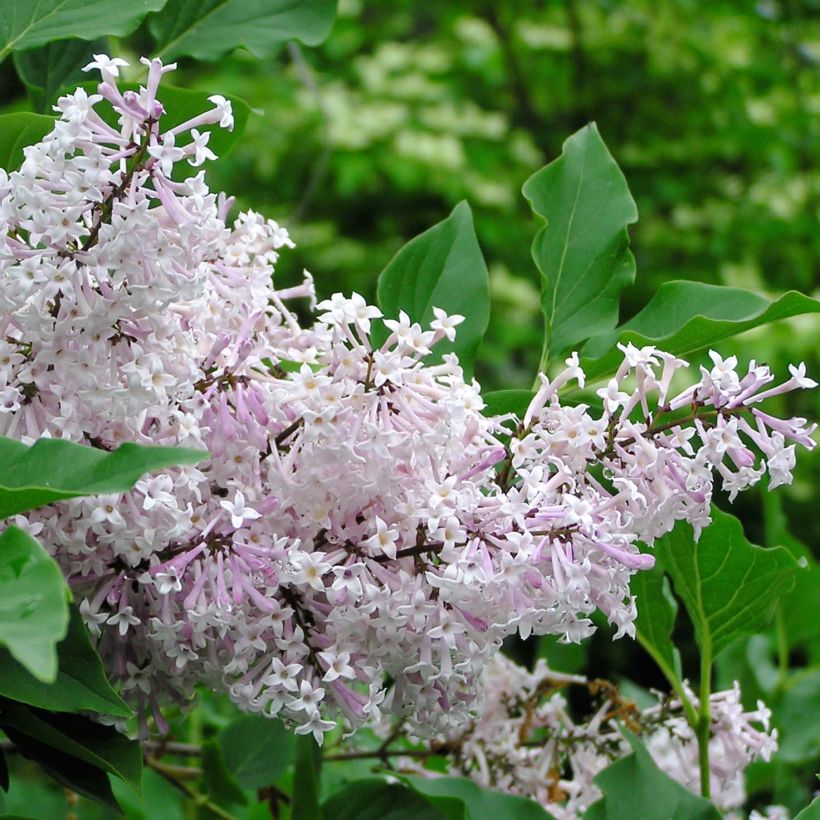 Lilas de Chine - Syringa patula Miss Kim (Flowering)