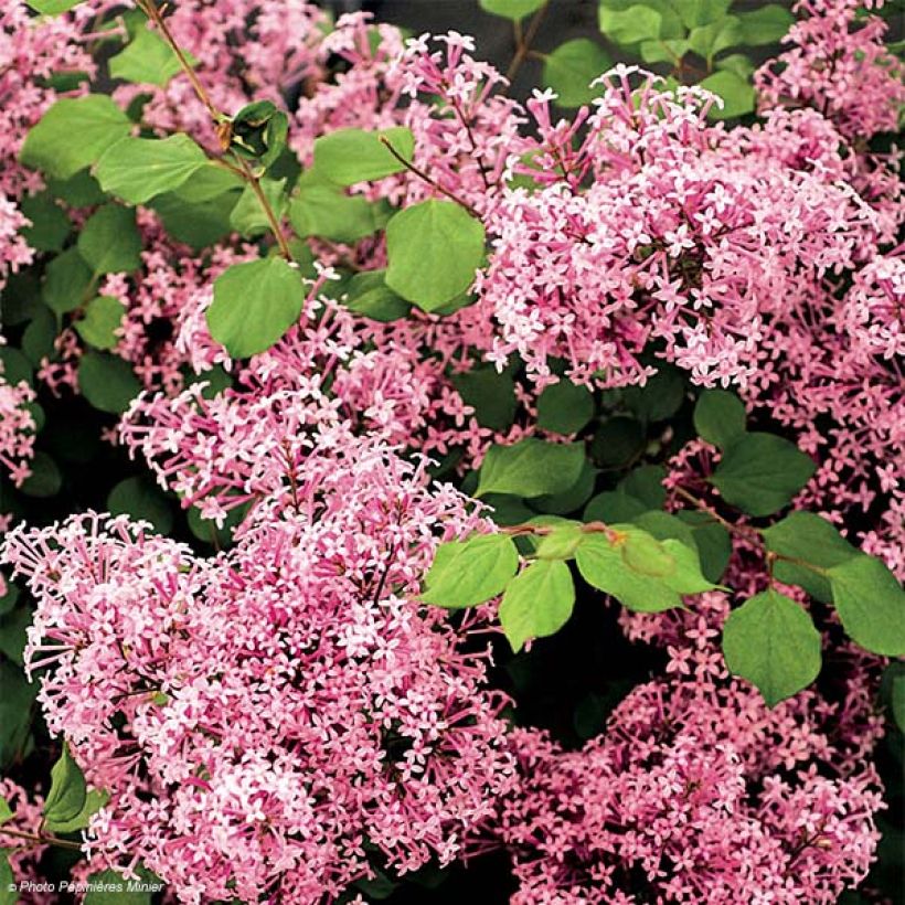 Lilas à petites feuilles - Syringa Red Pixie (Flowering)