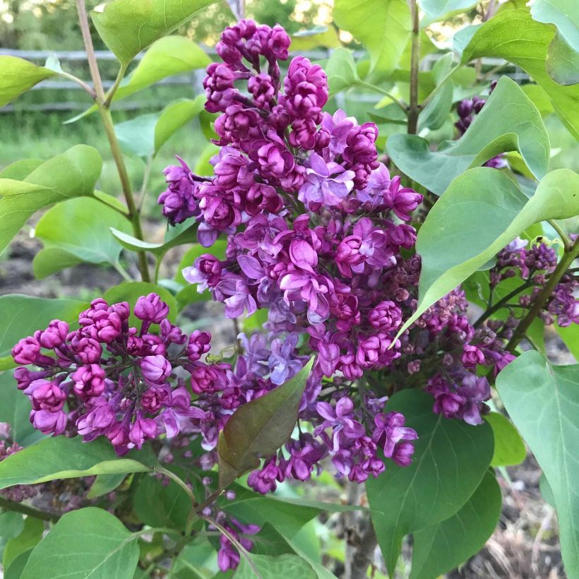 Lilas - Syringa vulgaris Prince Wolkonsky (Flowering)