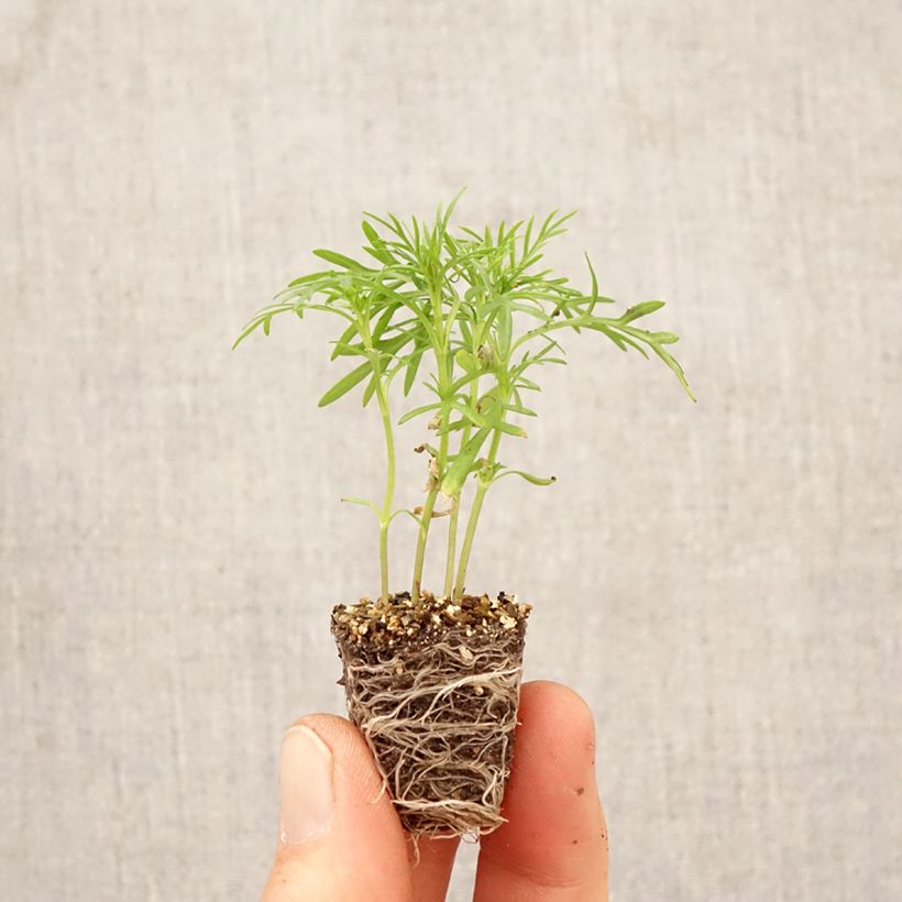 Spécimen de Tagète réglisse en plant - Tagetes filifolia Mini-motte Ø 3/4 cm tel que livré au printemps