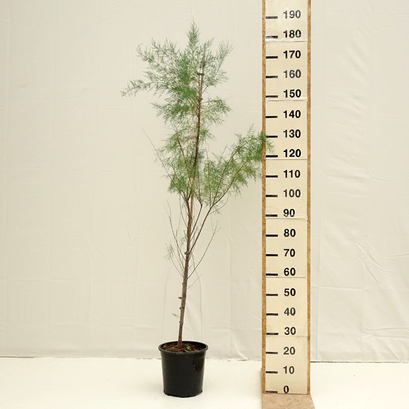 Spécimen de Tamarix ramosissima Pink Cascade Pot de 7,5L/10L tel que livré au printemps