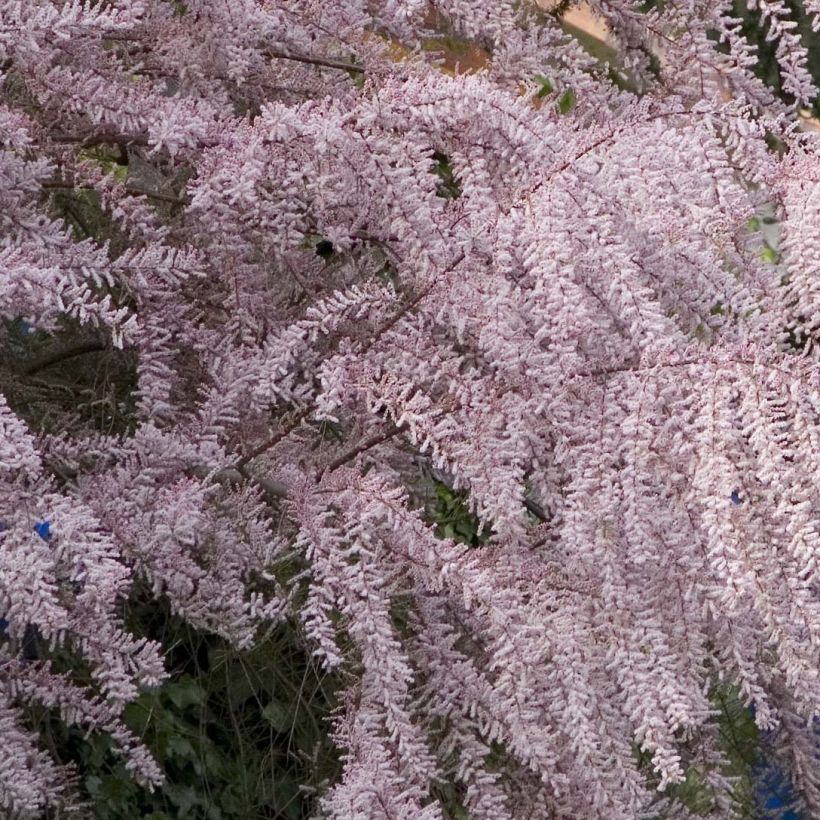 Tamarix tetrandra - Tamaris de printemps (Flowering)