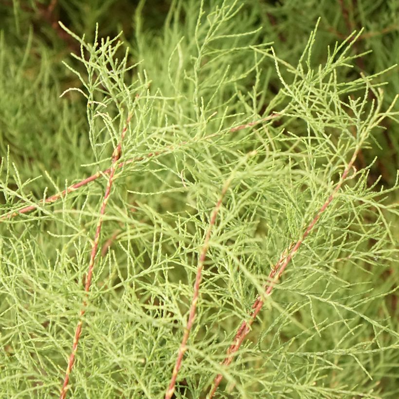 Tamarix tetrandra - Tamaris de printemps (Foliage)