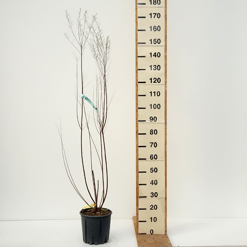 Spécimen de Tamarix tetrandra - Tamaris de printemps Pot de 4L/5L tel que livré en automne