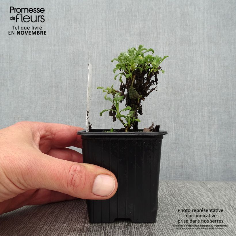 Spécimen de Tanacetum haradjanii Godet de 7/8 cm tel que livré en automne