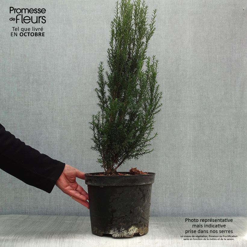 Spécimen de Taxus baccata - If commun Pot de 4L/5L tel que livré en automne