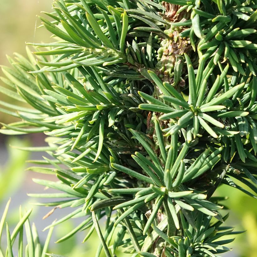 Taxus baccata Cristata - If commun nain (Foliage)