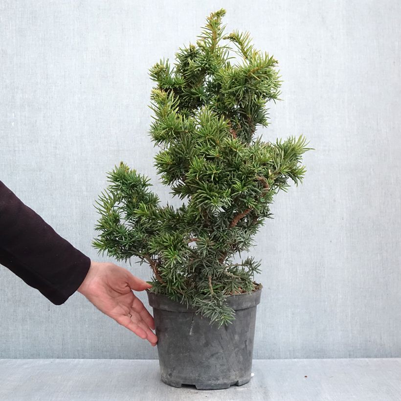 Spécimen de Taxus baccata Cristata - If commun nain Pot de 4L/5L tel que livré en automne
