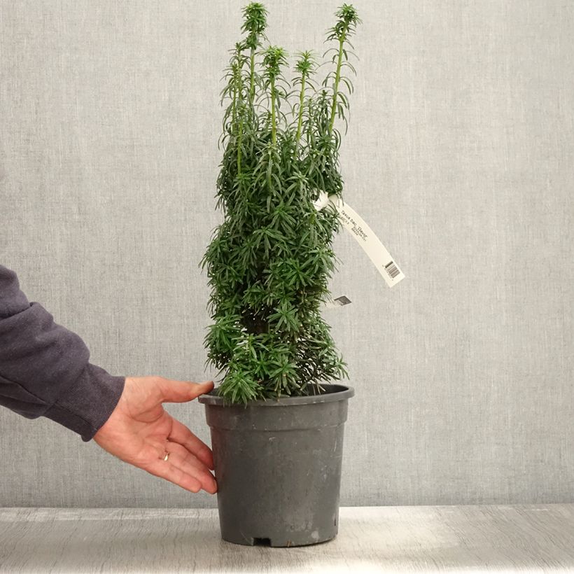 Spécimen de Taxus baccata David - If colonnaire panaché Pot de 2L/3L tel que livré en automne