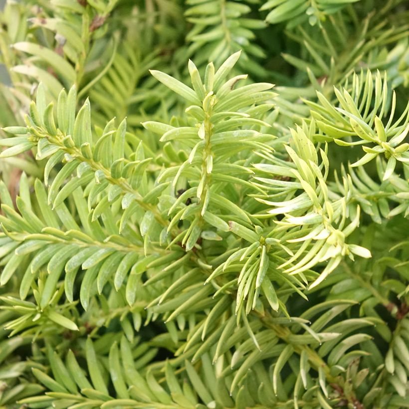 Taxus baccata Elegantissima - If commun (Foliage)