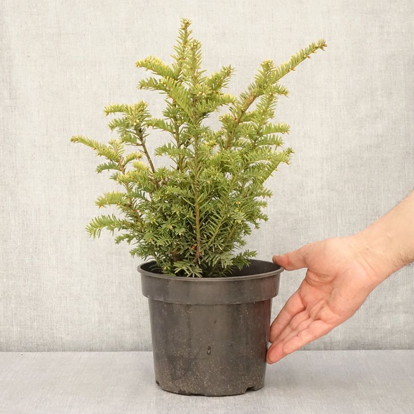 Example of Taxus baccata Elegantissima - If commun Pot de 3L/4L as you get in printemps
