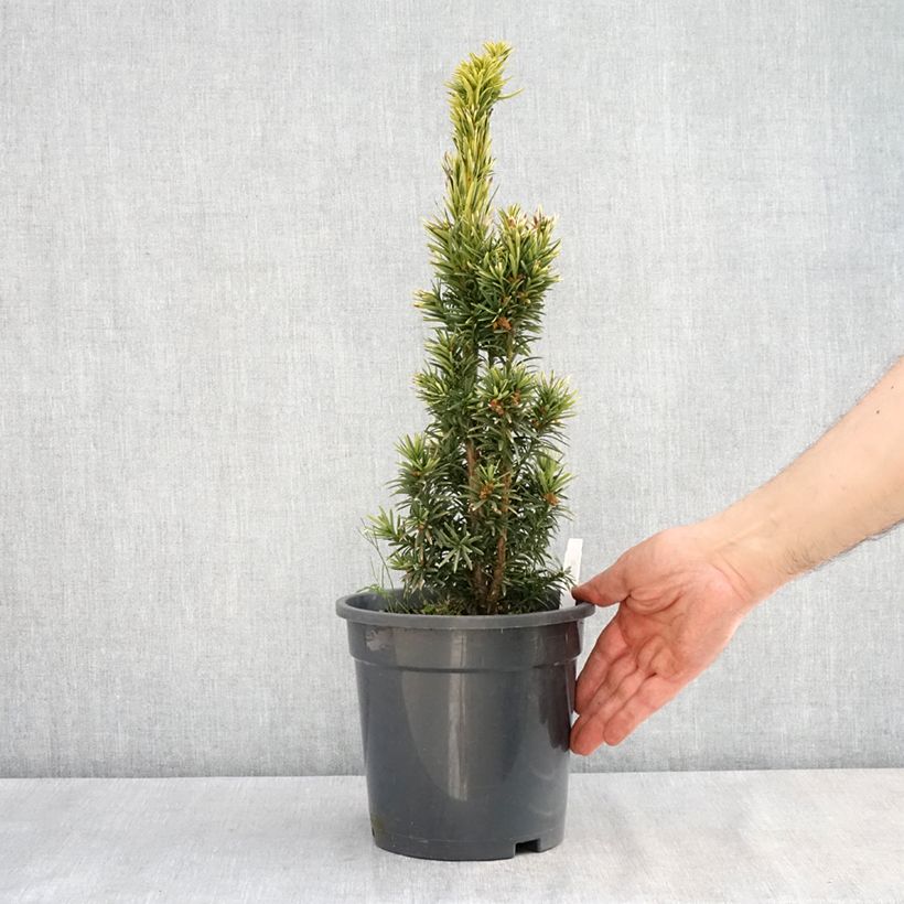Example of Taxus baccata Fastigiata Aurea - If commun doré Pot de 2L/3L as you get in printemps