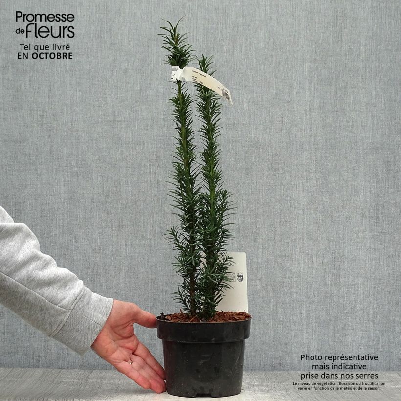 Spécimen de Taxus baccata Fastigiata Robusta - If commun fastigié Pot de 2L/3L tel que livré en automne
