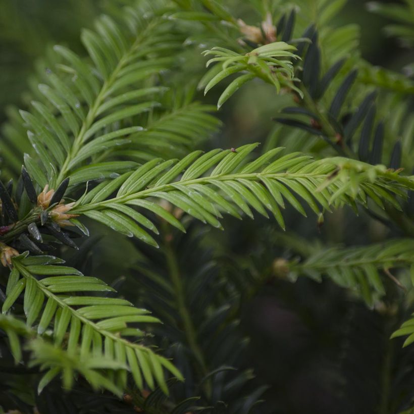 Taxus baccata - If commun (Foliage)