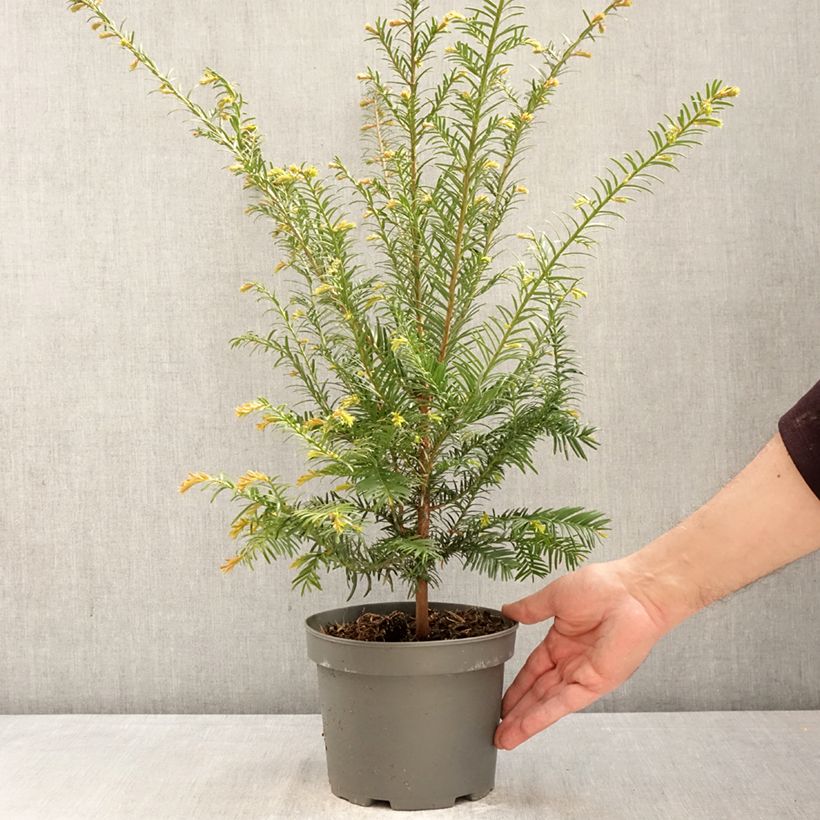 Spécimen de Taxus baccata - If commun Pot de 2L/3L tel que livré au printemps
