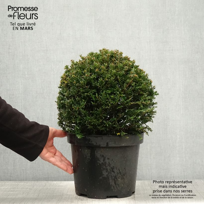 Example of Taxus baccata formé en boule - Topiaire d'if Pot de 7,5L/10L, Boule as you get in printemps