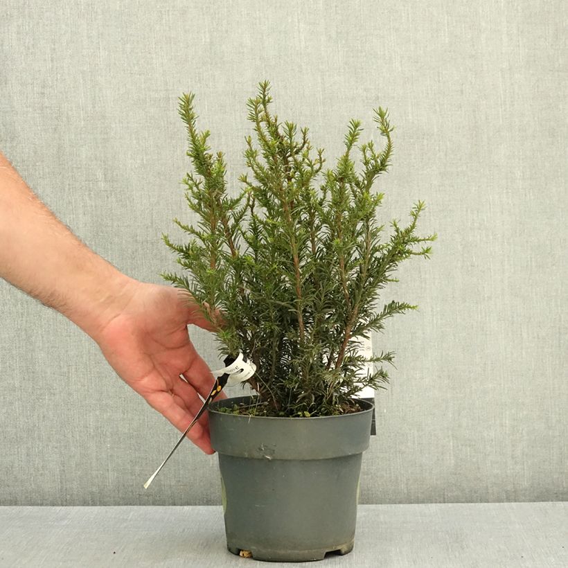 Spécimen de Taxus baccata Tiny T - If commun nain Pot de 2L/3L tel que livré en été