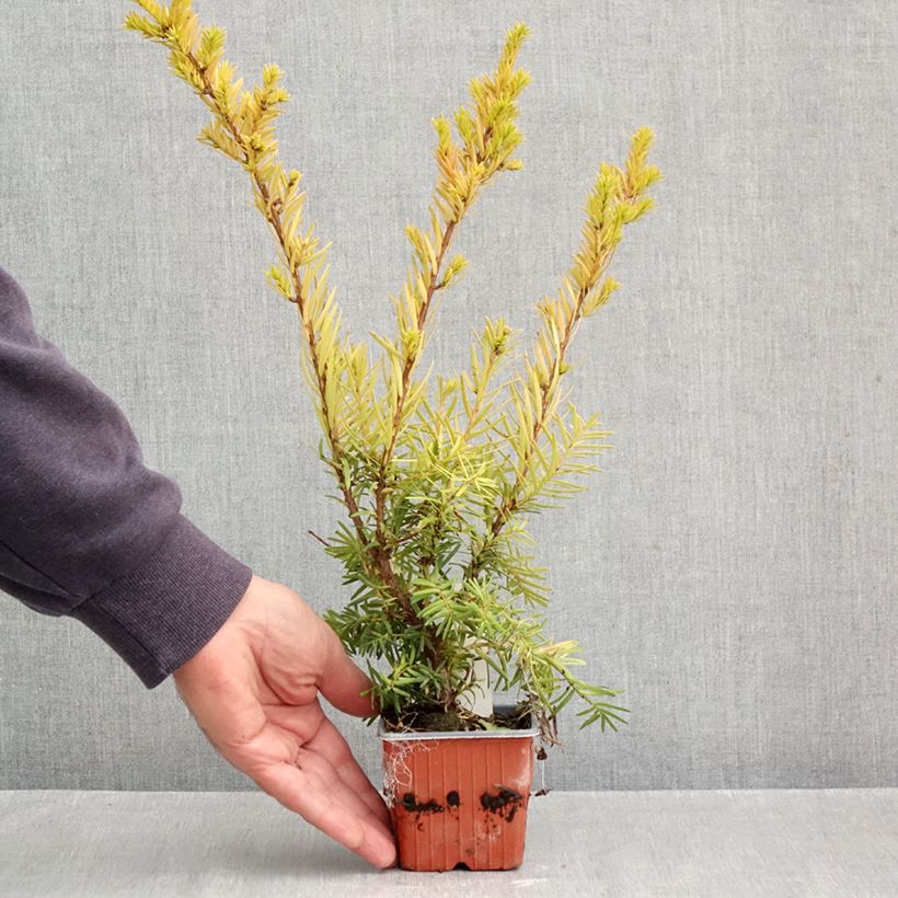 Spécimen de Taxus media Densiformis - If hybride Godet de 8/9 cm tel que livré en automne