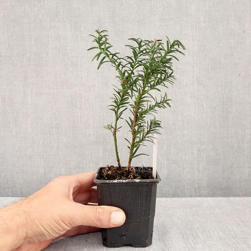 Spécimen de Taxus media Hillii - If hybride Godet de 8/9 cm tel que livré en automne