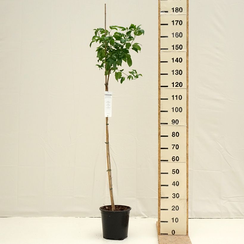 Example of Tecoma stans - Trompette d'or Pot de 7,5L/10L as you get in printemps