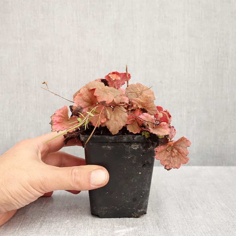 Spécimen de Tellima grandiflora Rubra - Tellime à grande fleur Godet de 8/9 cm tel que livré en automne