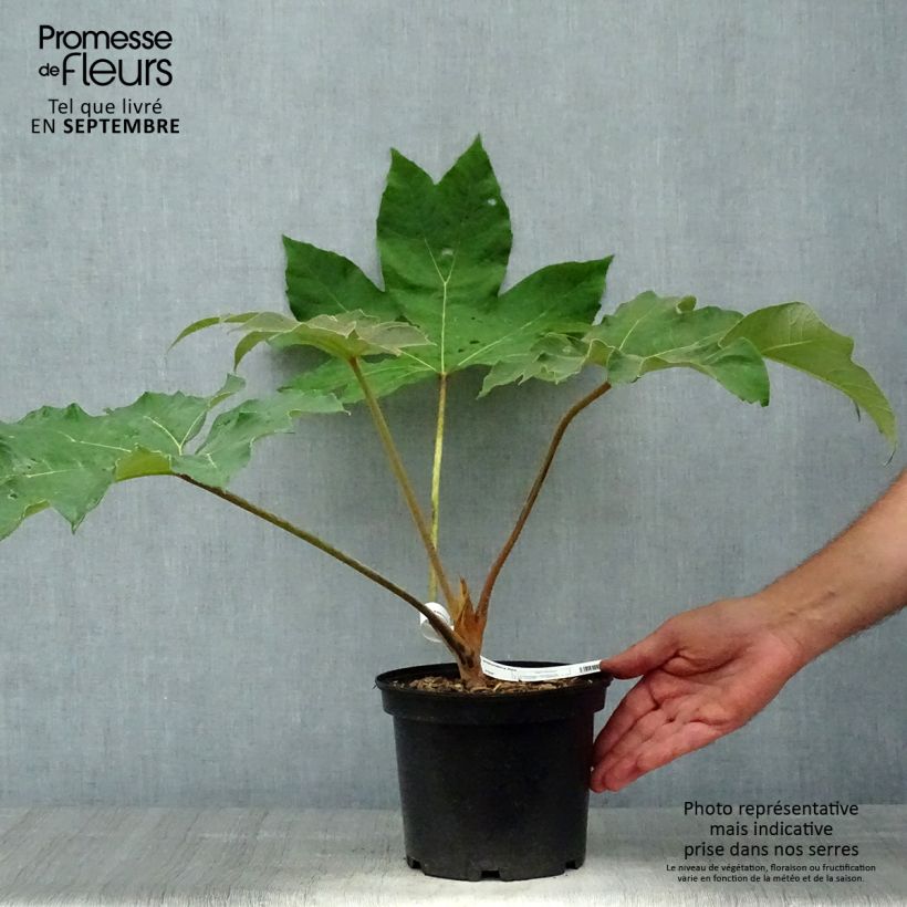Spécimen de Tetrapanax papyrifer Rex - Plante à papier de riz Pot de 3L/4L tel que livré en automne