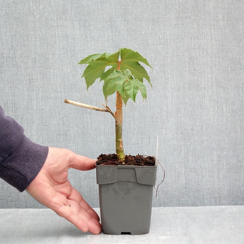 Spécimen de Tetrapanax papyrifer Rex - Plante à papier de riz Pot de 10 cm/11cm tel que livré en automne