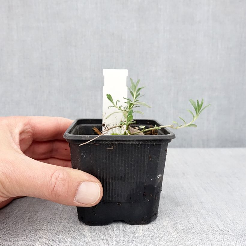 Example of Teucrium ackermanii - Germandrée d'Ackerman Godet de 8/9 cm as you get in printemps