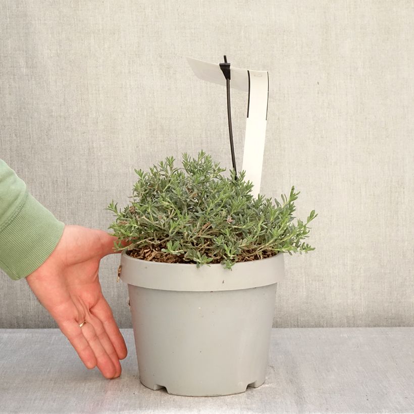 Example of Teucrium ackermanii - Germandrée d'Ackerman Pot de 3L/4L as you get in hiver