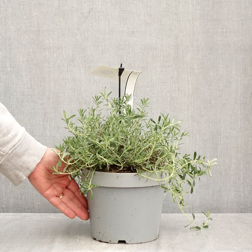 Spécimen de Teucrium ackermanii - Germandrée d'Ackerman Pot de 3L/4L tel que livré au printemps