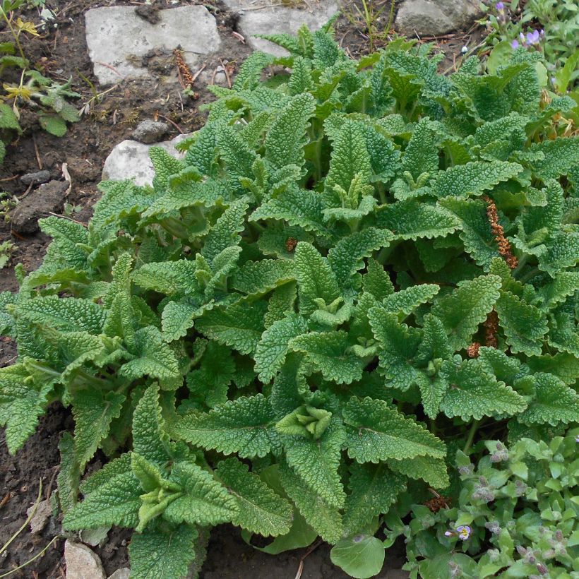 Teucrium hircanicum - Germandrée (Foliage)