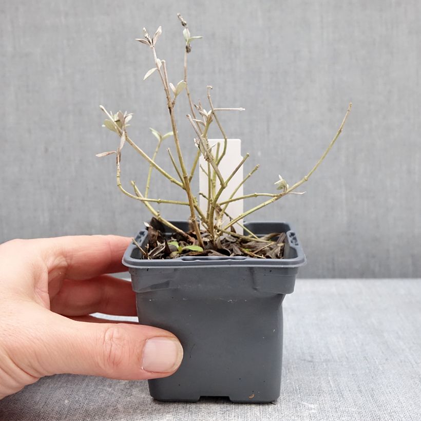 Example of Teucrium Indyho - Germandrée arbustive Godet de 8/9 cm as you get in hiver