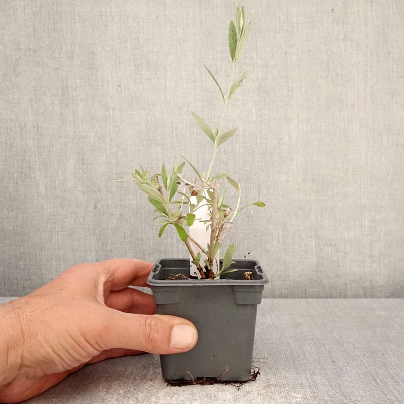 Spécimen de Teucrium Indyho - Germandrée arbustive Godet de 8/9 cm tel que livré au printemps