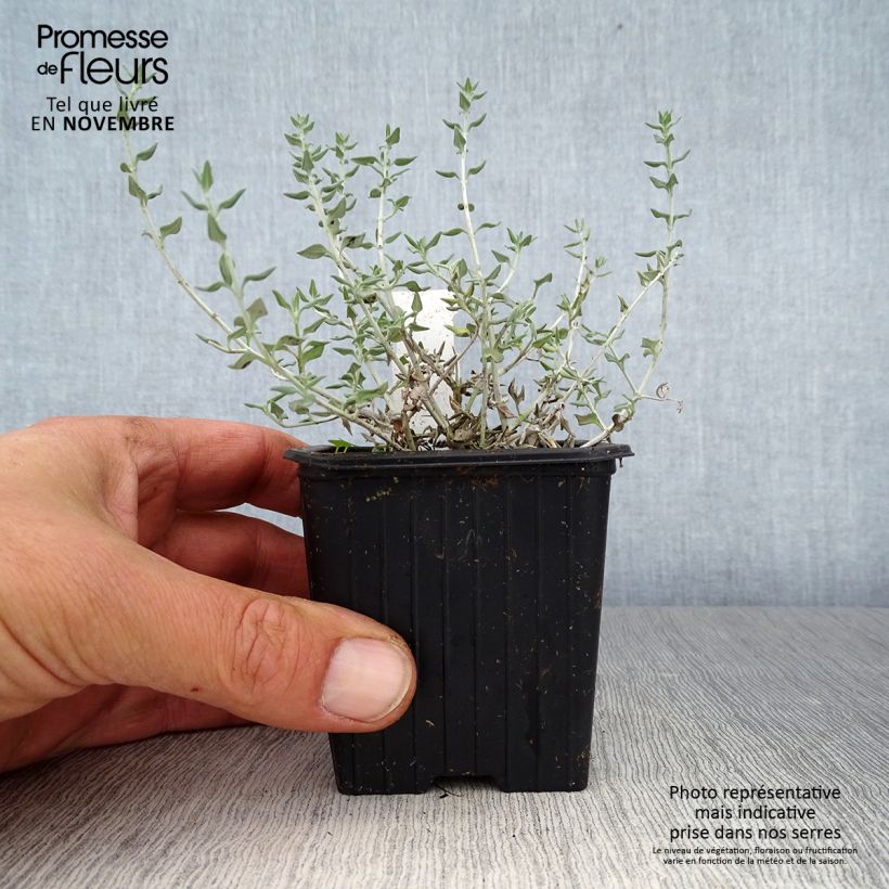 Spécimen de Teucrium marum - Germandrée maritime Godet de 8/9 cm tel que livré en automne