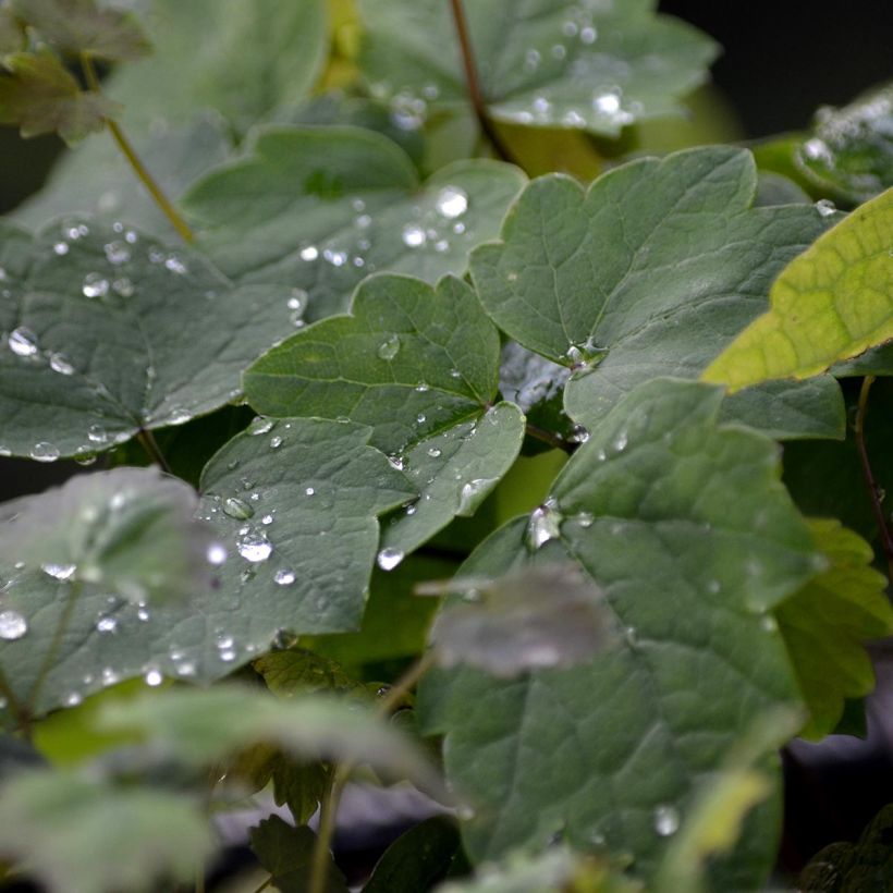 Thalictrum actaeifolium Perfume Star - Pigamon rose (Foliage)