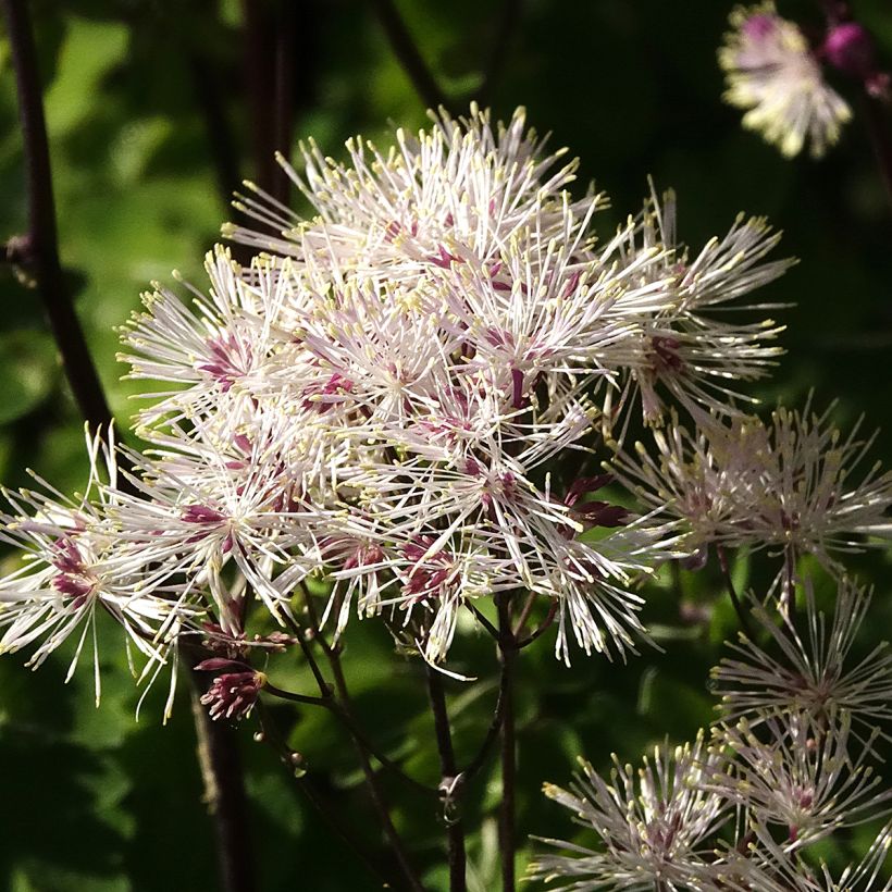 Thalictrum aquilegifolium Album - Pigamon (Feuillage)