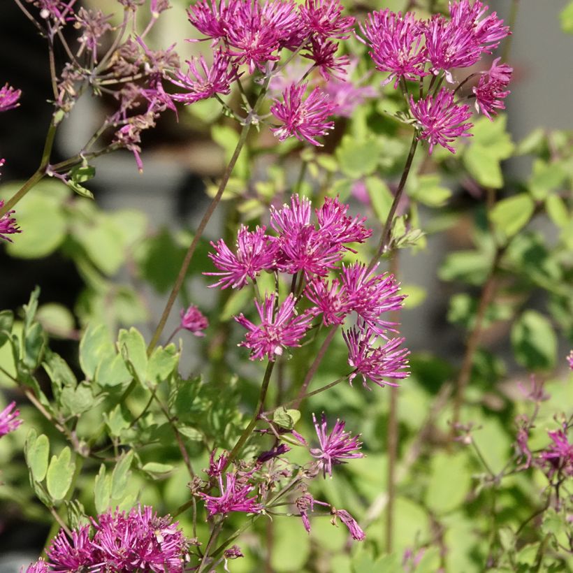 Thalictrum aquilegifolium Thundercloud - Pigamon à feuille d'ancolie (Floraison)