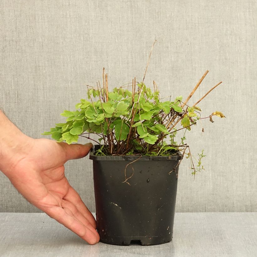 Spécimen de Thalictrum Black Stockings - Pigamon Pot de 2L/3L tel que livré en été