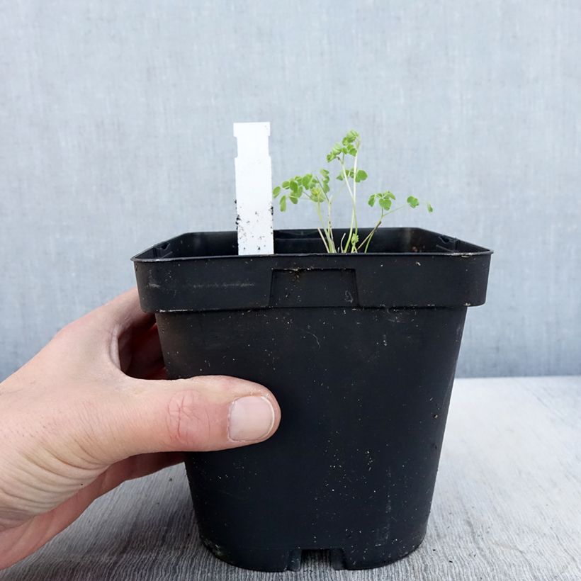 Spécimen de Thalictrum delavayi Album Pot de 2L/3L tel que livré au printemps