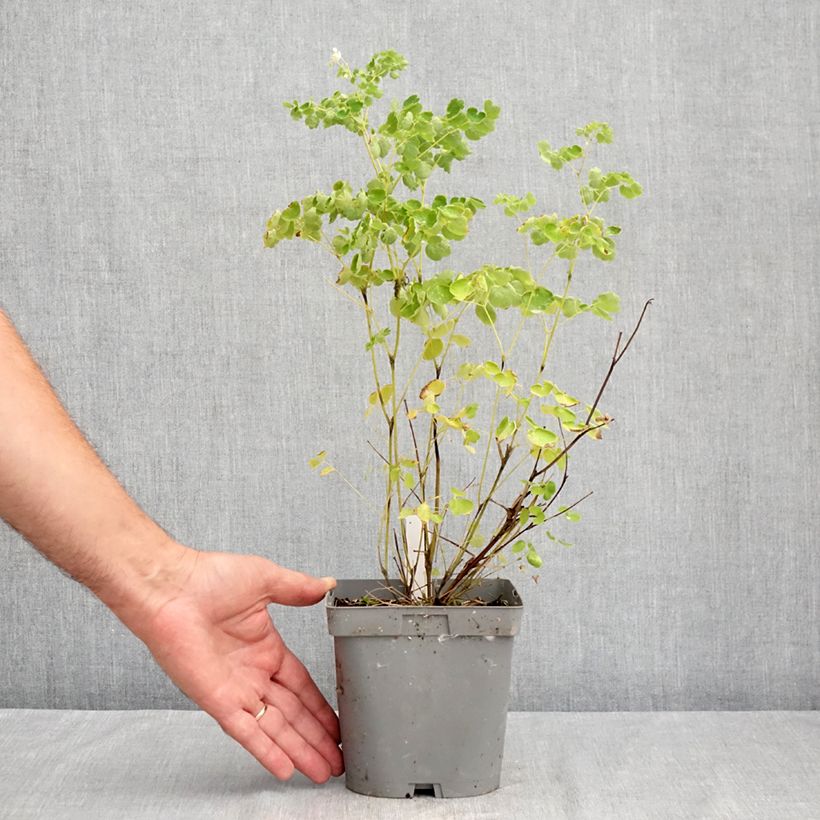 Spécimen de Thalictrum delavayi Album Pot de 2L/3L tel que livré en été