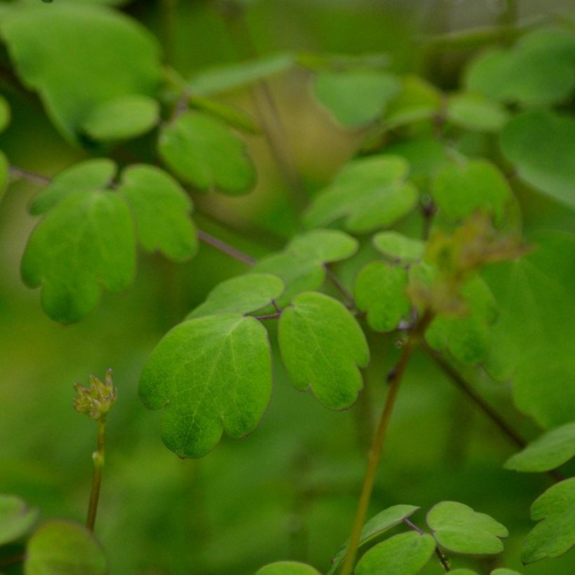 Thalictrum delavayi Hewitt's Double - Pigamon (Foliage)