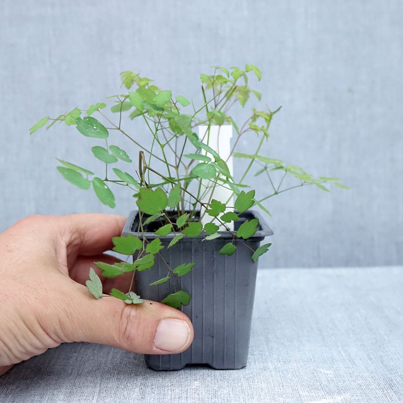 Spécimen de Thalictrum delavayi Hewitt's Double - Pigamon Godet de 8/9 cm tel que livré en automne