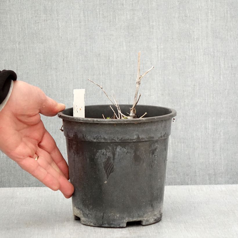 Example of Thalictrum delavayi Hewitt's Double - Pigamon Pot de 2L/3L as you get in printemps