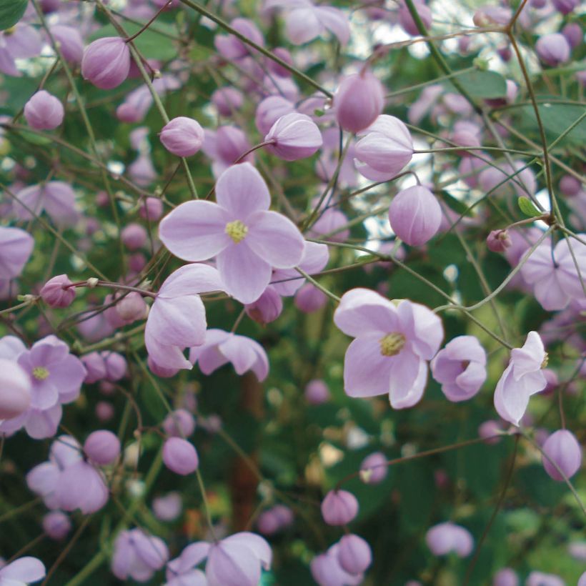 Thalictrum delavayi Splendide - Pigamon (Flowering)